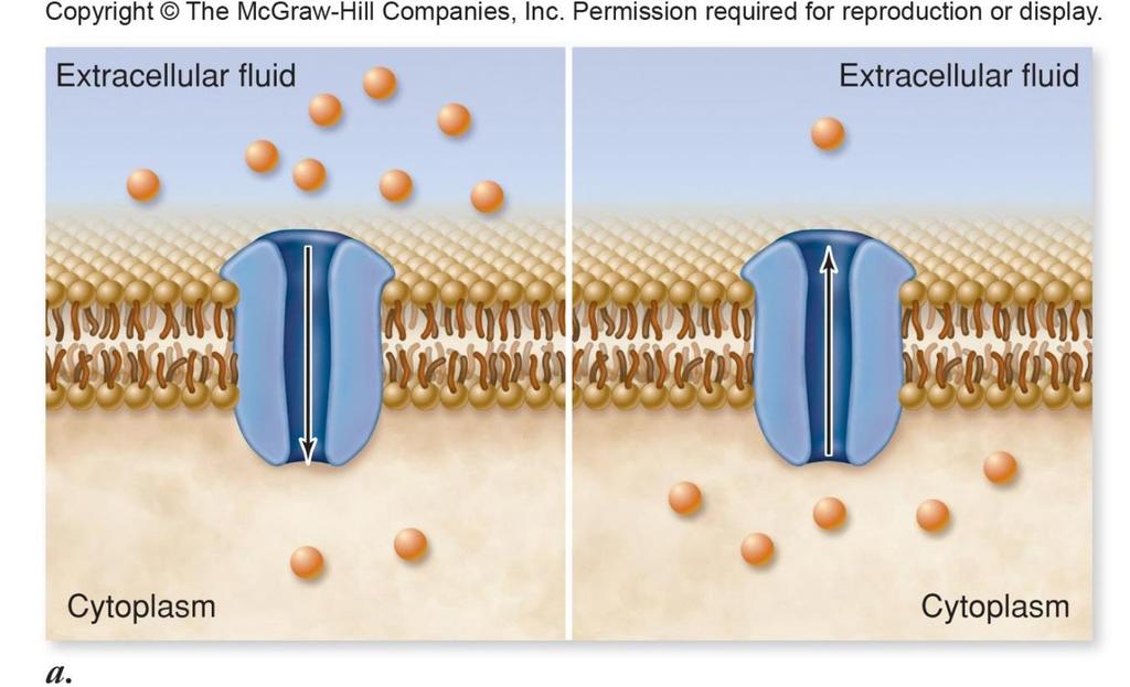 Facilitated Diffusion Passive Transport No Energy required -Molecules move from Higher concentration to Lower