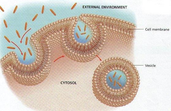 Bulk Transport across the cell membrane require