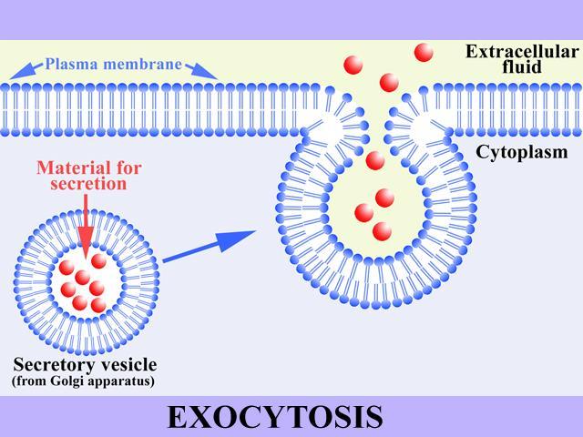Bulk Transport across the cell membrane require energy Exocytosis Secreting