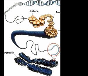 Chromatin DNA wrapped