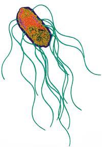 Significant Other Gut Pathogens Vibrio cholerae Salmonella