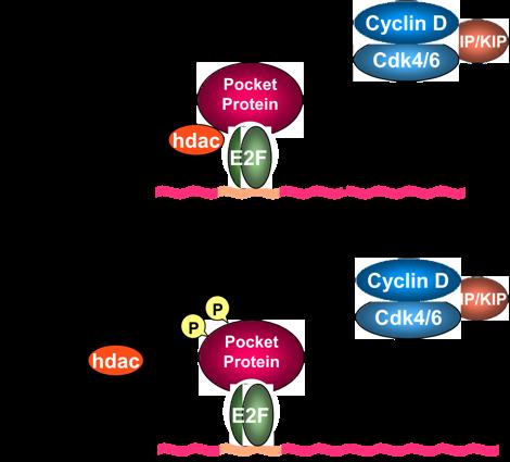 Cyclin D/cdk and cyclin E/cdk
