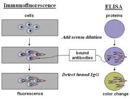 114 [F1] Diagram of immunofluorescence and ELISA techniques. antibodies.