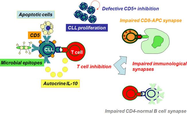 The association between complement or immunoglobulin deficiencies and CLL could be attributed to a failure of complement-dependent opsonization, resulting in an accumulation of apoptotic cells and a