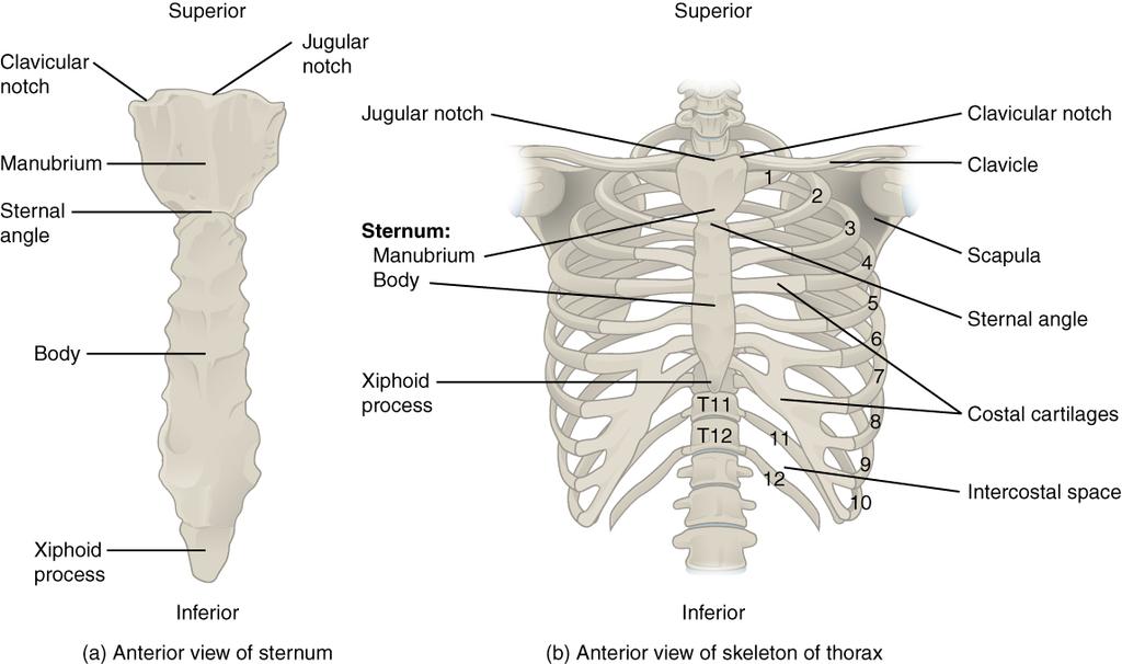 OpenStax-CNX module: m46350 2 Thoracic Cage Figure 1: The thoracic cage is formed by the (a) sternum and (b) 12 pairs of ribs with their costal cartilages.