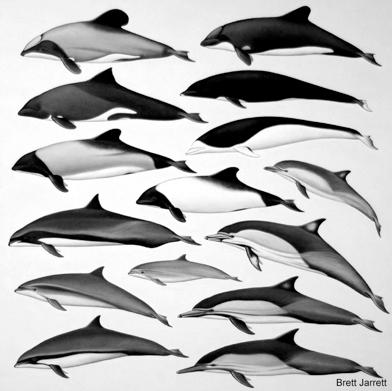 Oceanic Dolphins