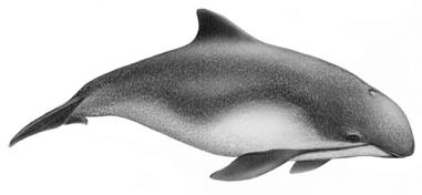 size Porpoises