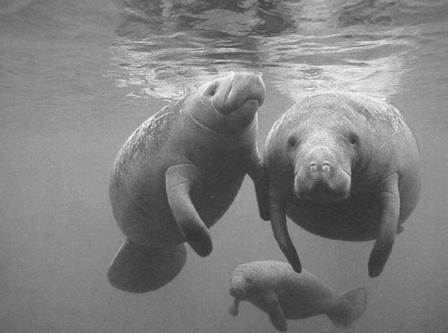 seagrass Natural history of Manatees Live over 60 years,
