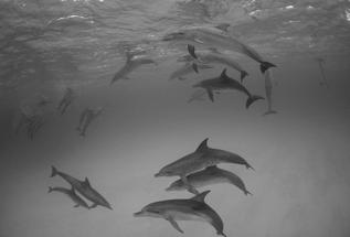 v=t7alinxwvag Delphinidae (dolphins)