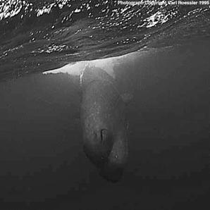 sperm whales Its about those giant