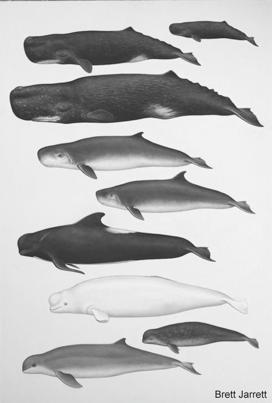 Odontocete whales Monodontidae:
