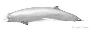 Beaked whales Can dive to over 6,000