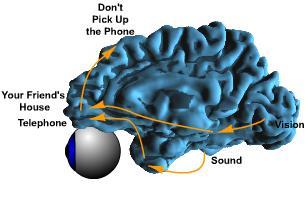 Working memory in the frontal lobe is critical in decision making. home. Suppose the phone rings while you are at The sound triggers one's long term memory of a phone.