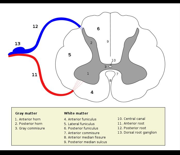 Figure 2. Cross-sectional Anatomy of the Spinal Cord.