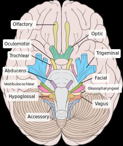 Figure 2. Human Cranial Nerves. 4. Peripheral Nerves: Once the spinal nerves have exited the spinal cord, some of them will coalesce to form networks of interconnected nerve fibers called plexuses.