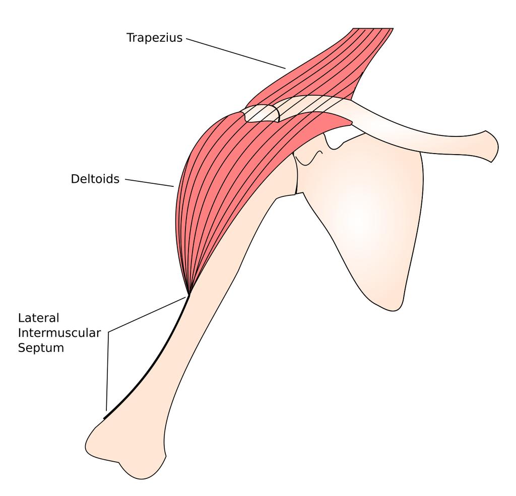 to injury. Part 1 of this article will discuss how the sinew channels are linked through the fascia and how they communicate from one muscle to the next.