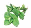 Peppermint CHEMICAL CHARACTERISTICS INCI NAME: Mentha piperita Plant Part: Leaves