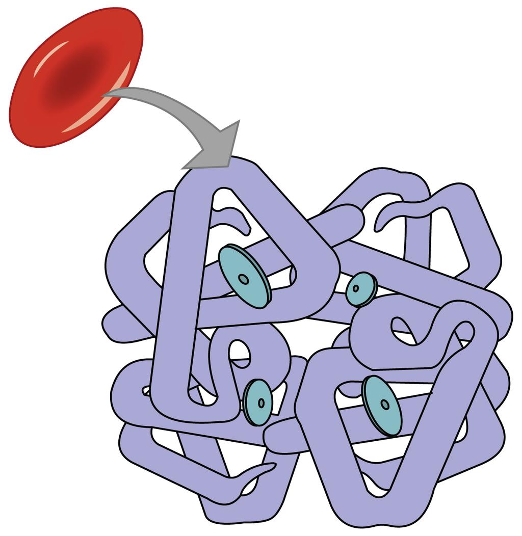 OpenStax-CNX module: m46545 2 Erythrocyte and Hemoglobin Figure 1: Hemoglobin consists of four subunits, each of which contains one molecule of iron. 1.1 Function of Hemoglobin Hemoglobin is composed of subunits, a protein structure that is referred to as a quaternary structure.
