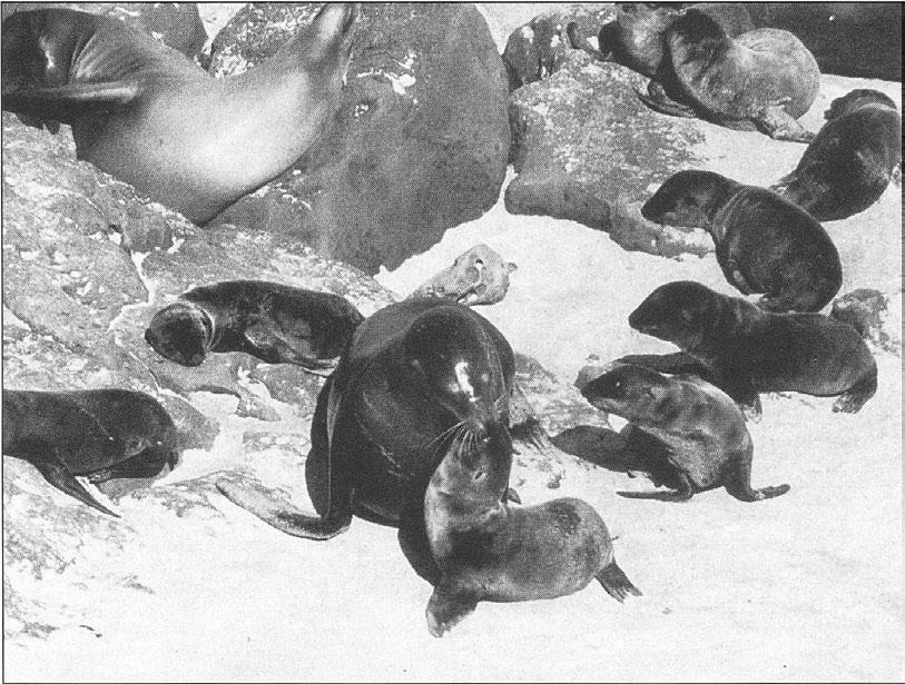 Like other otariids, sea lion females b,ellow out an individually unique call when they come ashore to get the pup's attention.