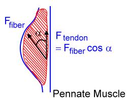 Fiber Architecture parallel fiber arrangement: parallel to the longitudinal axis of the muscle longitudinal: sartorius quadrate or quadralateral: rhomboid triangular or fan-shaped: pectoralis major