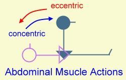 Types Based on Changes in Length resting concentric (shortening) isometric (static) eccentric (lengthening) Abdominal Muscle Contraction