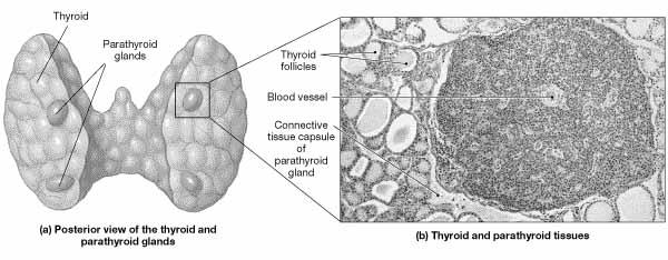 The Parathyroid Gland Two pairs of parathyroid glands are embedded on posterior surfaces of the thyroid gland. Two different cell populations found in parathyroid gland.