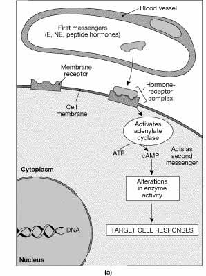 First and Second Messengers Cyclic AMP (c-amp) is a common and important second messenger. 1 st messenger binds to cell membrane.