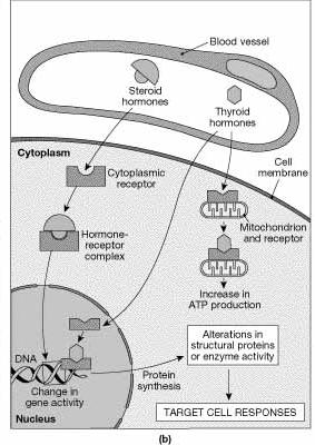 Slide 13-7 Intracellular Receptors Steroid hormones and thyroid hormones can cross cellular membrane. Receptors are present within cytoplasm.