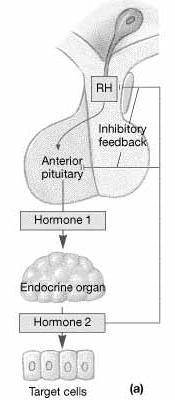 Anterior Pituitary Gland Contains endocrine cells within capillary network.