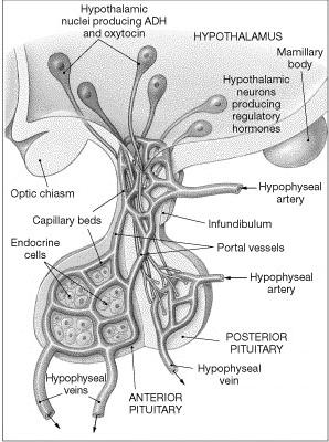 Anterior Pituitary Hormones Thyroid stimulating hormone (TSH) Stimulates hormone production by the thyroid gland.