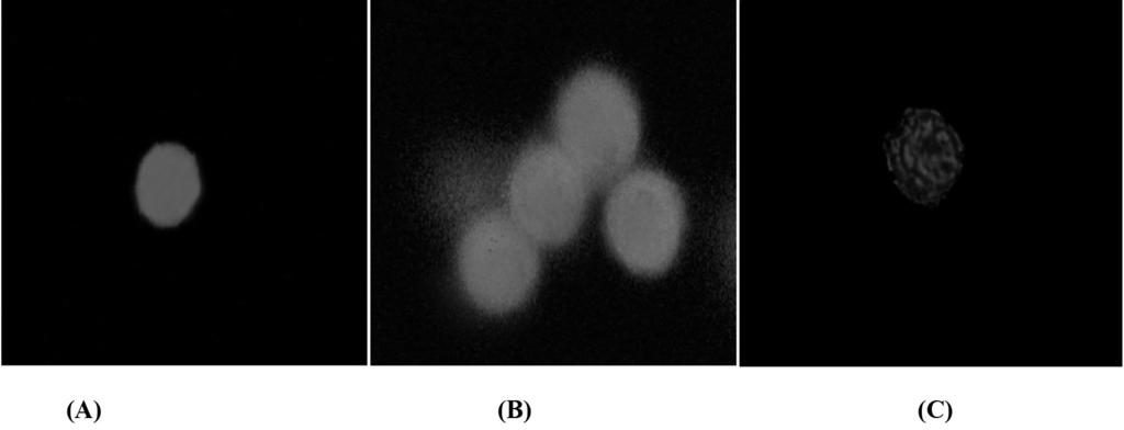 Shahraki J et al. / IJPR (2013), 12 (4): 829-844 Figure 2. Apoptosis phenotype in rat hepatocytes following the exposure of algal extract detected by AnnCy3.
