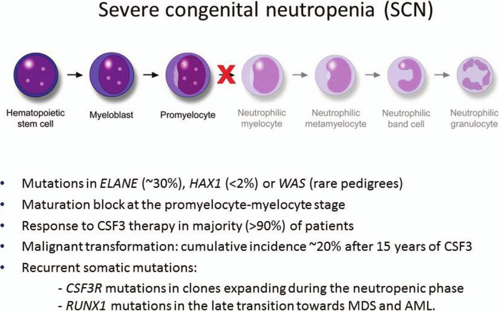 Figure 1. Major features of severe congenital neutropenia.