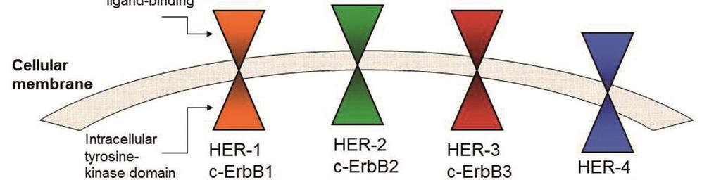 Figure 1: HER Family composed by four receptors: EGFR or HER-1 (c- ErbB1), HER-2/neu (c-erbb2), HER-3 (c-erbb3), and HER-4 (c-erbb4).
