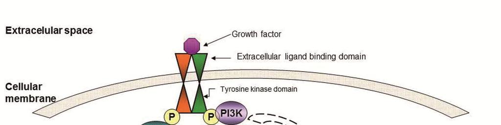 Figure 2: Activation of the two main intracellular signaling pathways, MAPK e AKT, following HER dimerization. HER2 HER2 is a 185kd glycoprotein encoded by a gene located on chromosome 17q21.