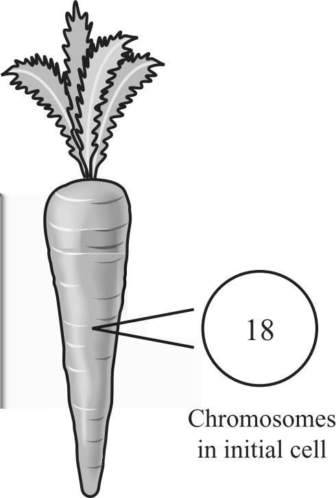 16. The diagram below provides information about a carrot cell. A carrot cell contains 18 chromosomes.