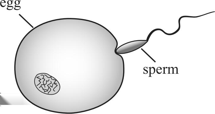 17. The figure below shows an egg cell and a sperm cell. Which of the following is represented by this figure? A.