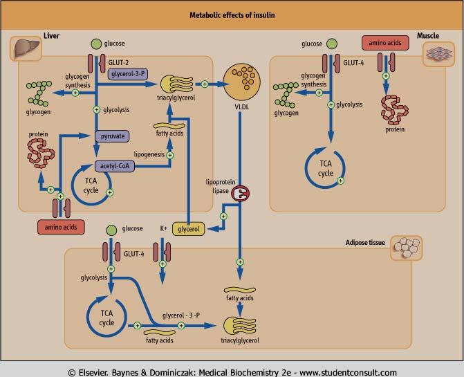 dependent + glucose transport GLUT-4 + glycolysis + glycogen synthesis + lypogenesis + protein synthesis - lipolysis Metabolic effects