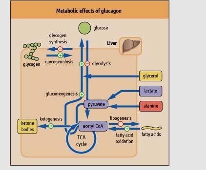 Postprandial metabolism + Diet supplies all of the body s energy requirements + Insulin releases + glucose transport GLUT-4 + glycolysis