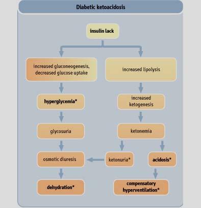 Glucagon liver gluconeogenic and ketogenic [glucose]blood X glycolysis, glycogenesis, lipogenesis - Muscle and adipose tissues fail for glucose uptake- manintains