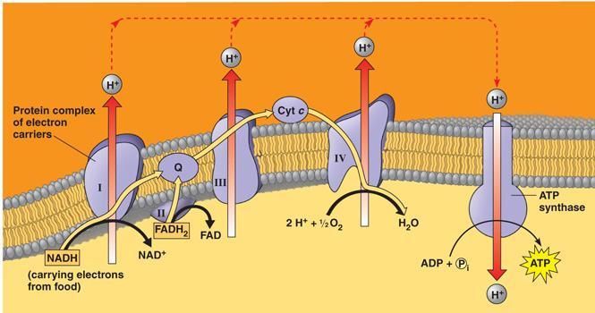30. To sustain high rates of glycolysis under anaerobic conditions, cells require a.) functioning mitochondria. b.) oxygen. c.) oxidative phosphorylation of ATP. d.) NAD +. e.