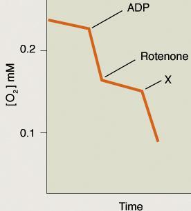 Rotenone inhibits complex I of the electron transport chain and thereby inhibits respiration.