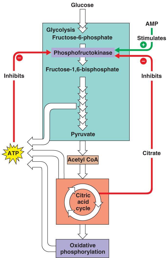 How will a respiratory uncoupler affect the rates of glycolysis and the citric acid cycle? a.) Both will increase.