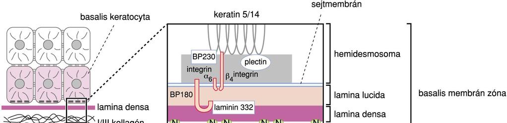 Cell membrane BM zone Laminin 1,2 P200= gamma 1