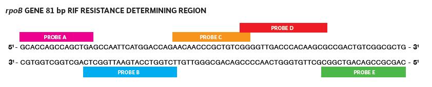 The Xpert MTB/RIF Molecular Beacon Assay rpob gene Molecular Beacon 5-Probes bind to wild type (do not bind to