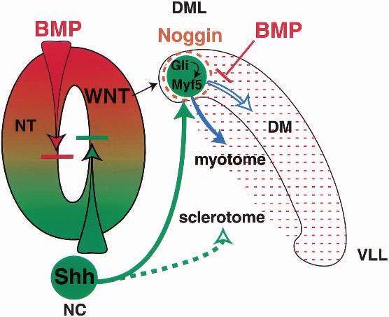 Sonic hedgehog regulation of Myf5 Figure 7. A signal enhancement model for localized Shh signaling for epaxial muscle specification and dermotome and myotome differentiation.