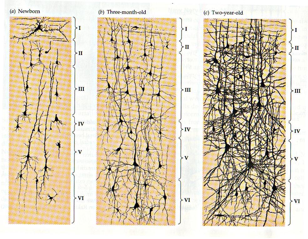 Growth of Brain Neurons
