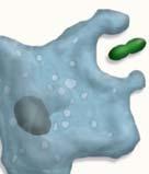 If the pathogen is a virus, bacterium, or fungus, neutrophils and macrophages go to work. These cells are phagocytes.