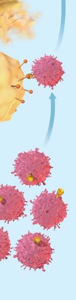 10, T cells attach to infected body cells and cause them to burst.
