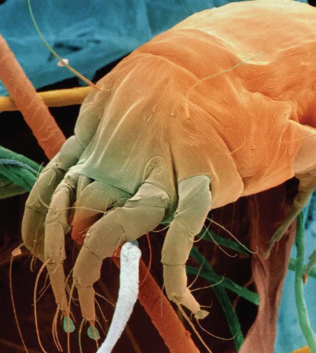 FIGURE 31.15 Common airborne allergens include pollen, animal dander, and dust mite wastes.