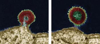 Although HIV is infecting some T cells, there are still enough healthy T cells that B cells can be activated to produce antibodies against HIV, as shown in FIGURE 31.19.